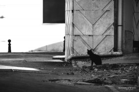 Street cat in Lisbon
